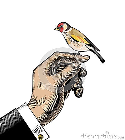 The Goldfinch. The male hand on which the goldfinch sits Vector Illustration