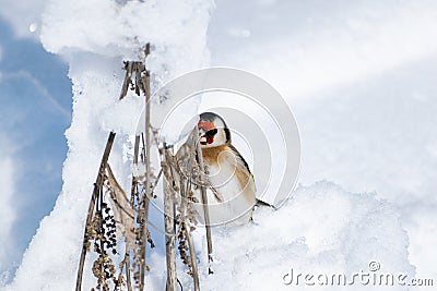 Goldfinch, a multi-colored colorful bird from the Finch family sits on a branch of a Bush with seeds and pecks them Stock Photo