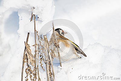 Goldfinch, a multi-colored colorful bird from the Finch family sits on a branch of a Bush with seeds and pecks them Stock Photo