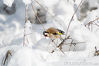 Goldfinch, a multi-colored colorful bird from the Finch family sits on a branch of a Bush with seeds and pecks them Stock Photo