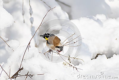 Goldfinch, a multi-colored colorful bird from the Finch family sits on a branch of a Bush with seeds and pecks them Stock Photo