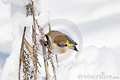 Goldfinch, a multi-colored colorful bird from the Finch family sits on a branch of a Bush with seeds and pecks them. Snowy winter Stock Photo