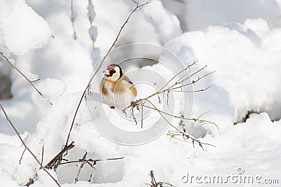 Goldfinch, a multi-colored colorful bird from the Finch family sits on a branch of a Bush with seeds and pecks them Stock Photo