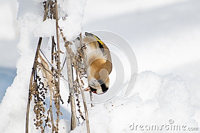 Goldfinch, a multi-colored colorful bird from the Finch family sits on a branch of a Bush with seeds and pecks them Stock Photo