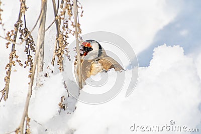 Goldfinch, a multi-colored colorful bird from the Finch family sits on a branch of a Bush with seeds and pecks them. Snowy winter Stock Photo