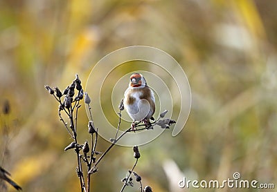 Goldfinch perching on thistle heads Stock Photo