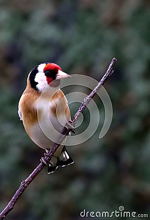 Goldfinch perching on a twig in the garden Stock Photo
