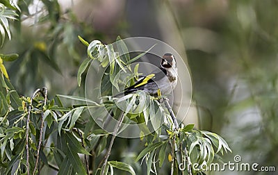Goldfinch small colourful bird Stock Photo