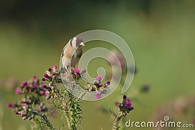 Goldfinch Stock Photo