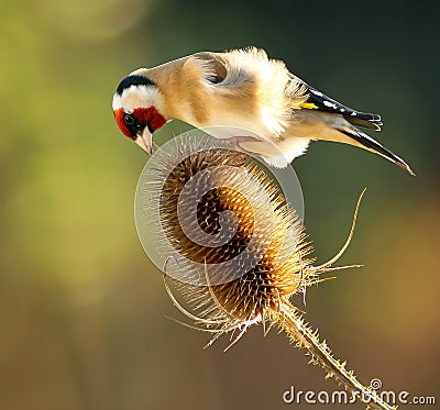 Goldfinch on Teasel Stock Photo