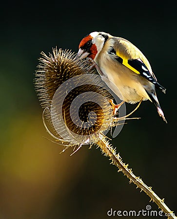 Goldfinch with Teasel Stock Photo