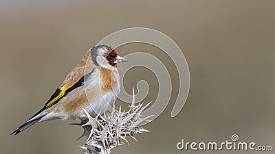 Goldfinch on Thistle with Mud on Beak Stock Photo