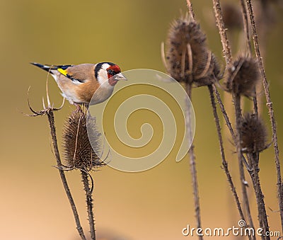 Goldfinch on Thistle plant Stock Photo