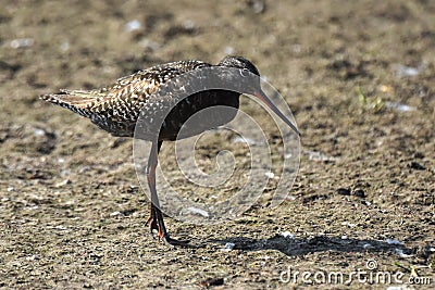 The goldfinch is a bird of the snipe family Scolopacidae it stands on the ground, on a summer day in the steppe Stock Photo