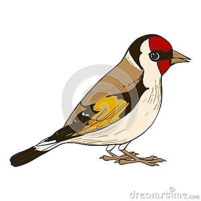 Vector drawing goldfinch Vector Illustration