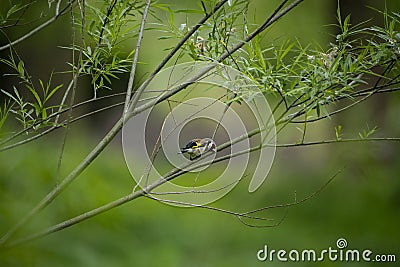Goldfinch in the wild Stock Photo