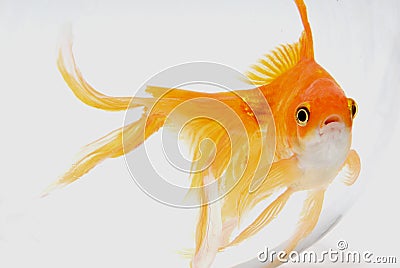 Goldfish. Stock Photo