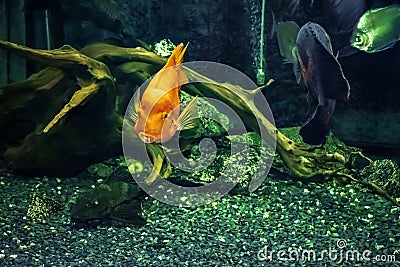 Goldfish on the background of a wooden driftwood in the tank. Freshwater exotic fishes underwater in the Exposition Aquarium Stock Photo