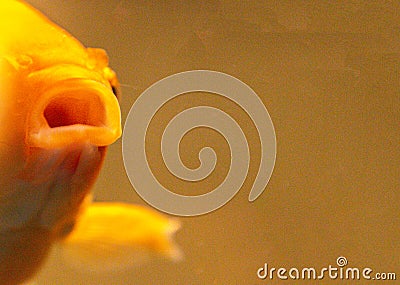 Goldfish Big Gulp Stock Photo