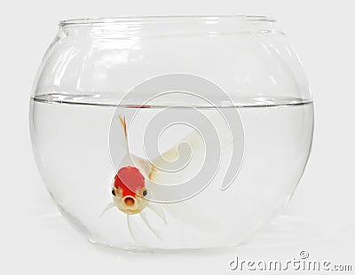 Goldfish in bocal Stock Photo