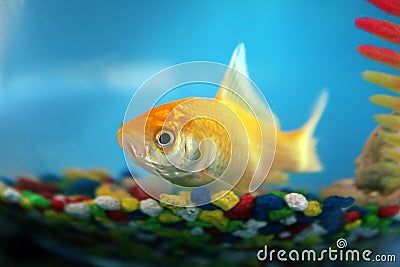 Goldfish in a bowl Stock Photo