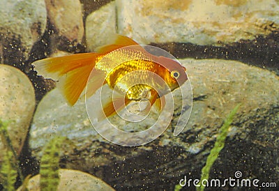 Goldfish carassius auratus-lion head swimming in a aquarium Stock Photo