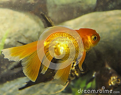 Goldfish carassius auratus-lion head swimming in a aquarium Stock Photo