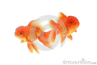 Goldfish carassius auratus white background Stock Photo
