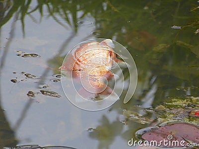 Goldfish, dead. Stock Photo