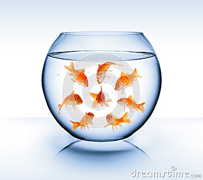 Goldfish - diversity concept, bullying and isolation Stock Photo