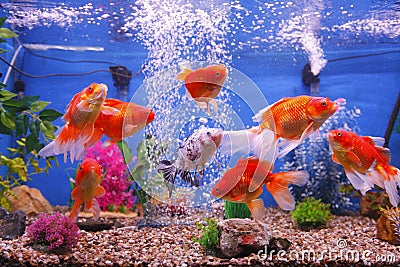 Goldfish fish tank Stock Photo