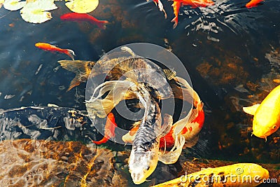 Colorful decorative fish float in an artificial pond, view from above Stock Photo