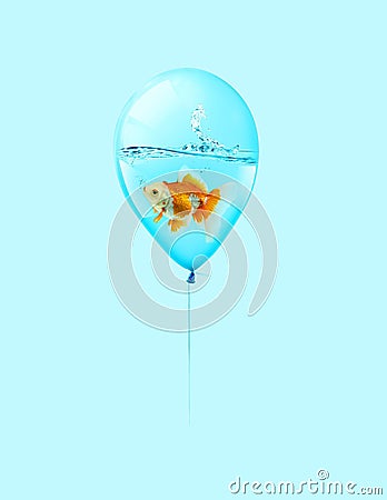 Goldfish fly in balloon . Mixed media, Gold fish swimming in blue balloons on blue background Stock Photo