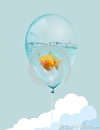 Goldfish fly in balloon . Mixed media, Gold fish swimming in blue balloons on blue sky with .cloud background Stock Photo