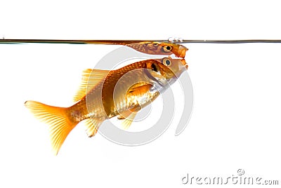 Goldfish gasping for air Stock Photo