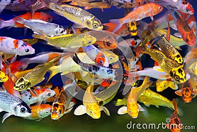 Goldfish or Golden carp, as an object of breeding Stock Photo