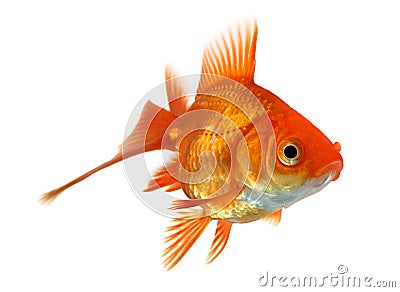 Goldfish isolated on white Stock Photo