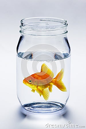 Goldfish In Jar Stock Photo