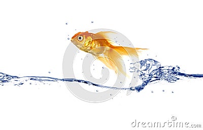 Goldfish jumping Stock Photo