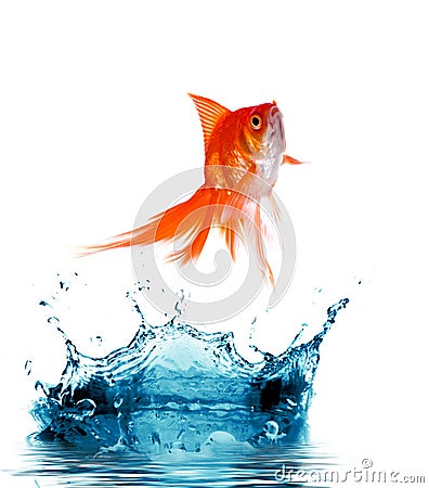 Goldfish is jumping Stock Photo