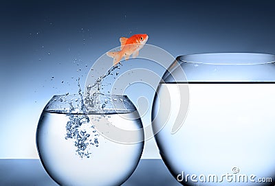 Goldfish jumping out of the water - team concept Stock Photo