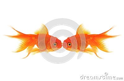 Goldfish Kiss Stock Photo