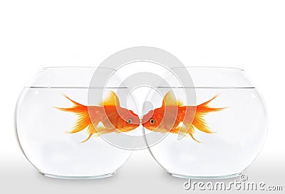 Goldfish Kiss Stock Photo