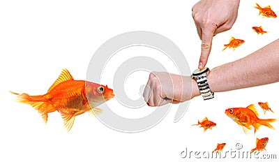 Goldfish late for work Stock Photo