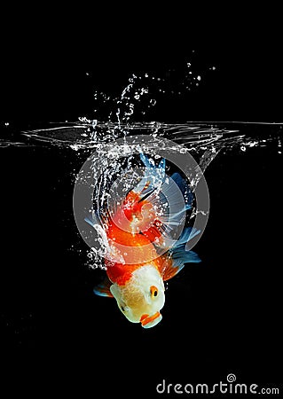 Goldfish leapt into the water, Gold fish swimming on a dark background Stock Photo