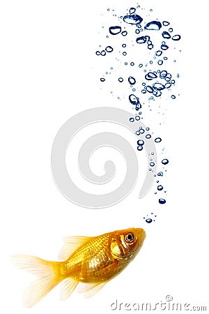 Goldfish pair Stock Photo