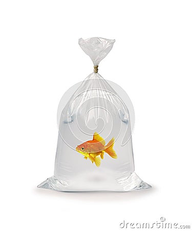 Goldfish In Plastic Bag Stock Photo