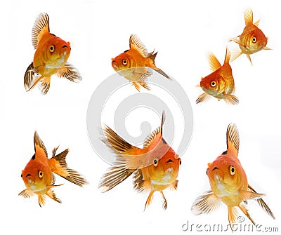 Goldfish set Stock Photo