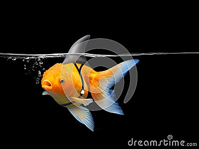 Goldfish with shark fin swim in black water, Gold fish with shark flip . Mixed media Stock Photo