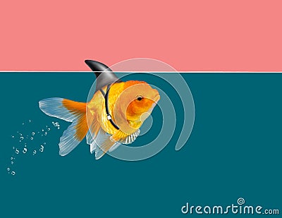 Goldfish with shark fin swimming in green water and pink sky background, Gold fish,Decorative aquarium fish. Gold fish with shark Stock Photo